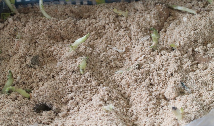 Вологе пророщування в тирсі