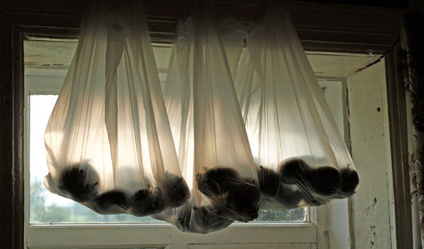 Пророщування картоплі в пакетах