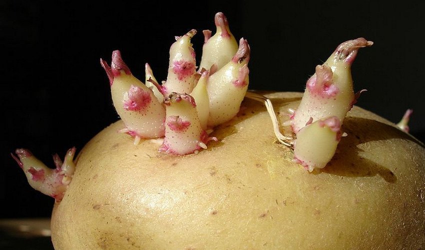 Пророщування картоплі