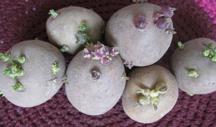 Пророщування картоплі