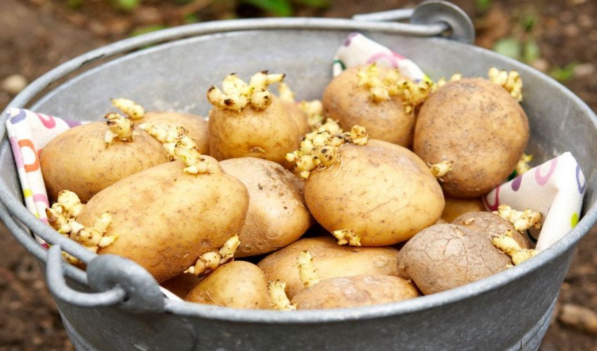 Пророщування картоплі