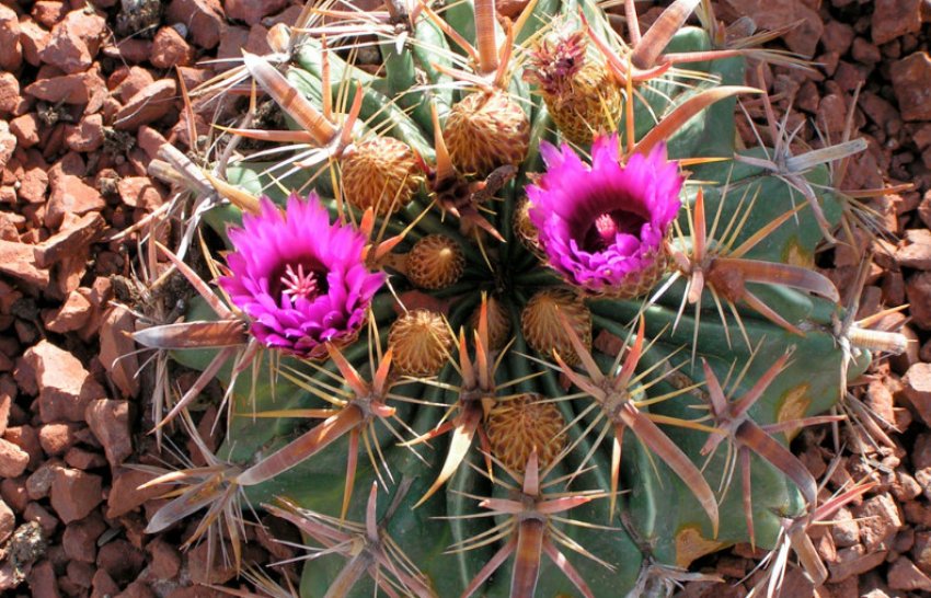 Ферокактус шірокоіглий