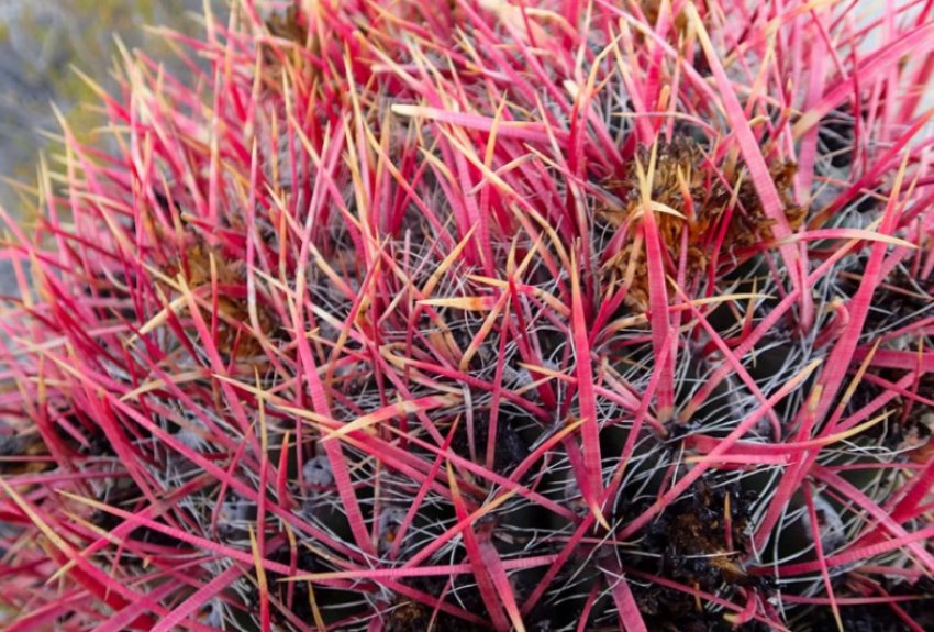 Ферокактус потужний