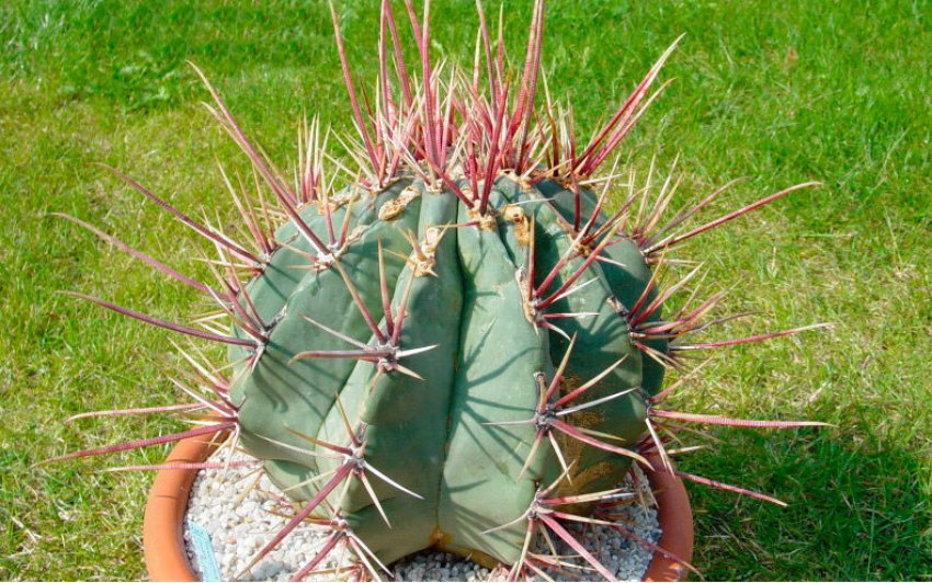 Ферокактус прямоколючковый