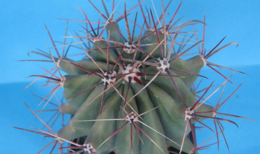 Ферокактус имэри