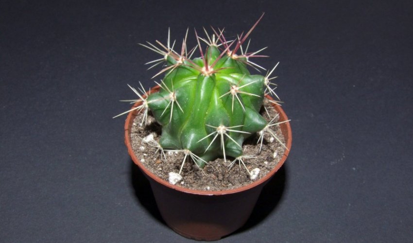 Ферокактус