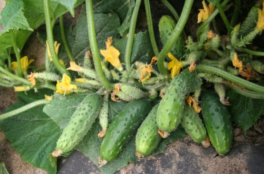 Огірок Кибрия