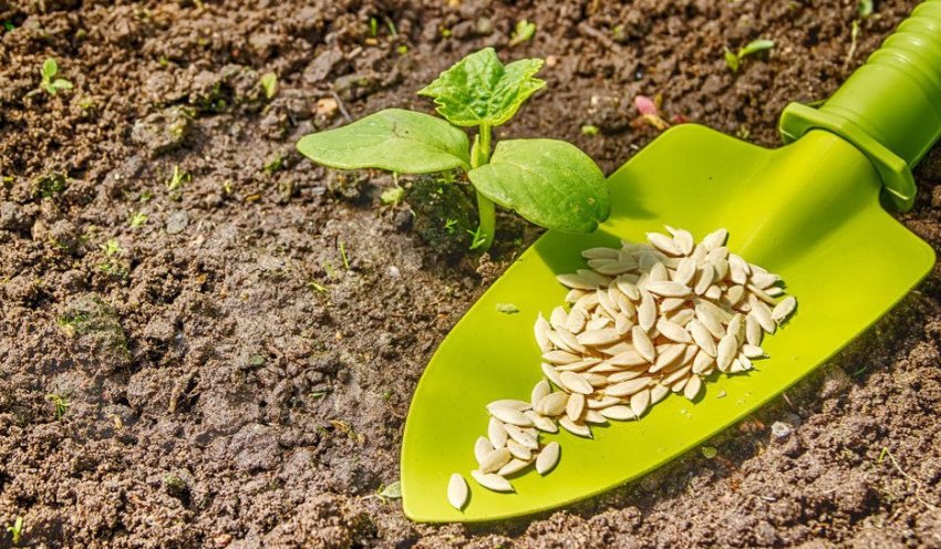 Підготовка до посадки огірків