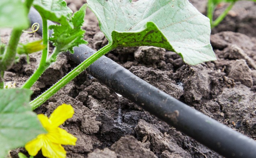 Полив огірків