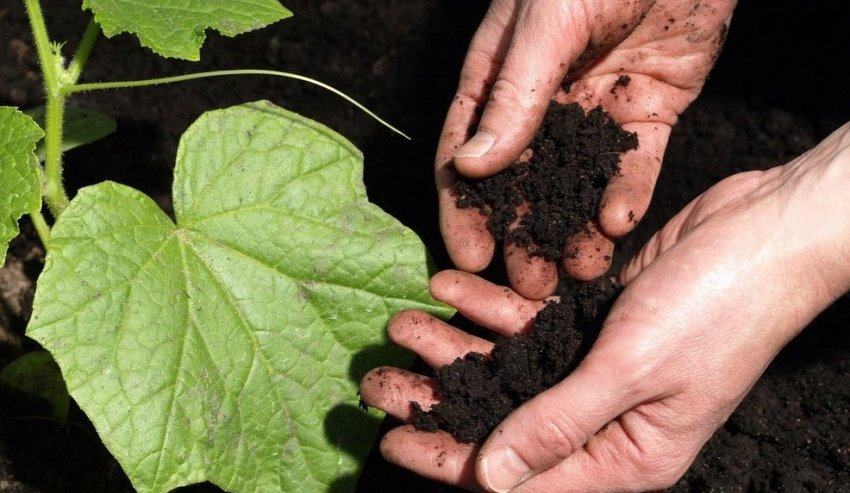 Догляд за ґрунтом