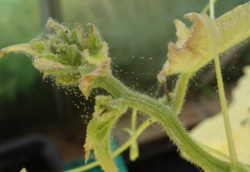 Павутинний кліщ