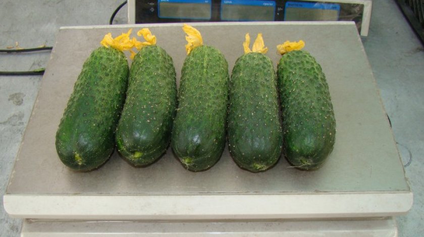 Огурцы Кибрия Огурцы Кибрия