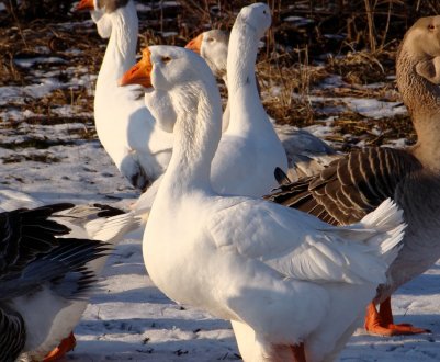 Особливості самих великих порід гусей