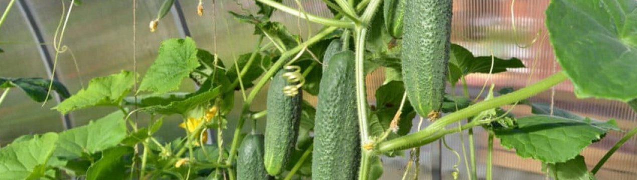 Особливості вирощування огірків у теплиці восени