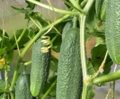 Особливості вирощування огірків у теплиці восени