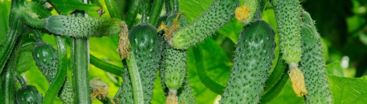 Опис сорту огірків Амур, його вирощування і догляд