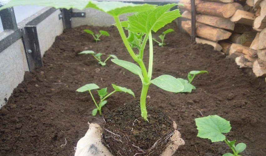 Висадка розсади огірків Висадка розсади огірків