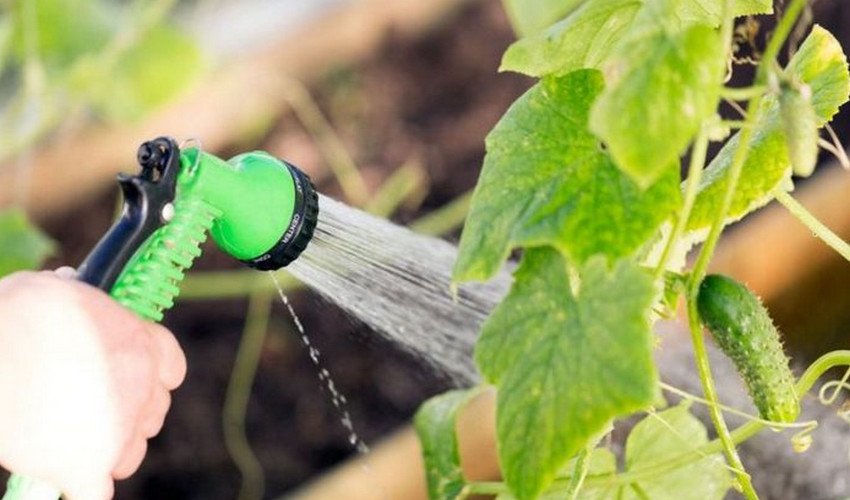 Полив огірків Полив огірків