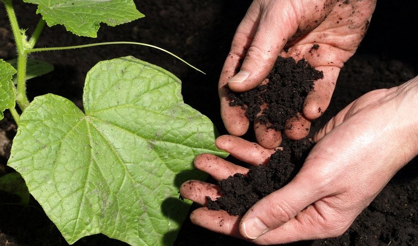 Розпушування грунту огірків Розпушування грунту огірків