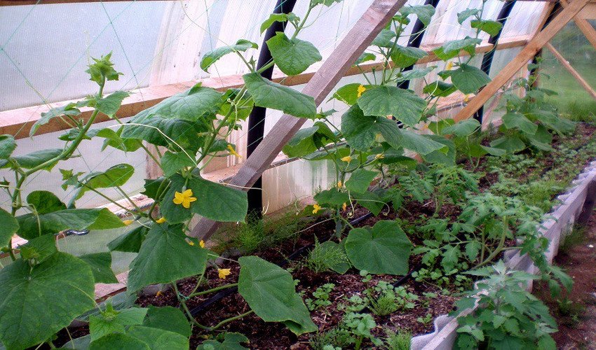 Підв'язка огірків Підв'язка огірків