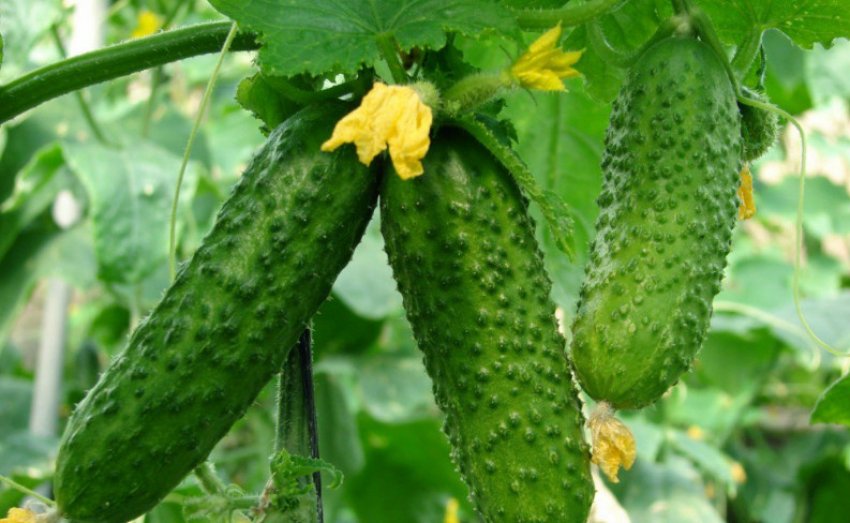 Сорт огірків Амур Сорт огірків Амур