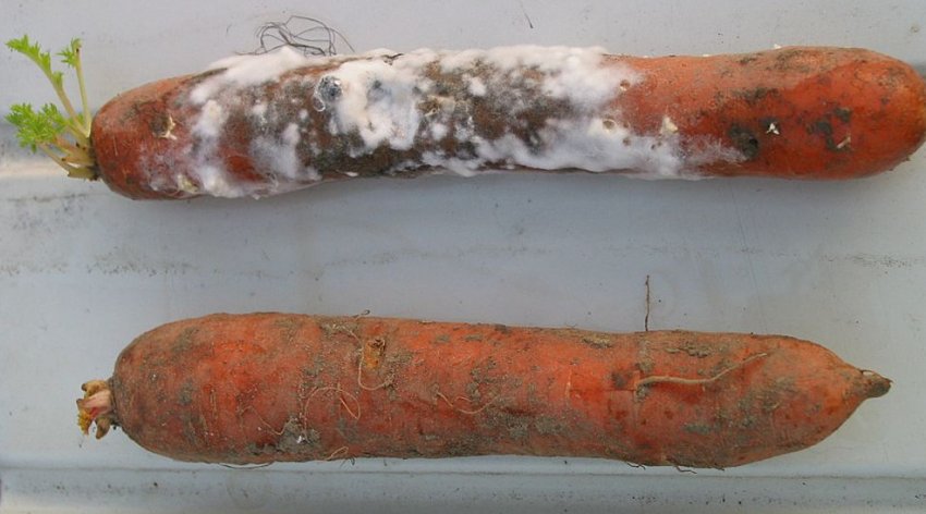 Коренева гниль