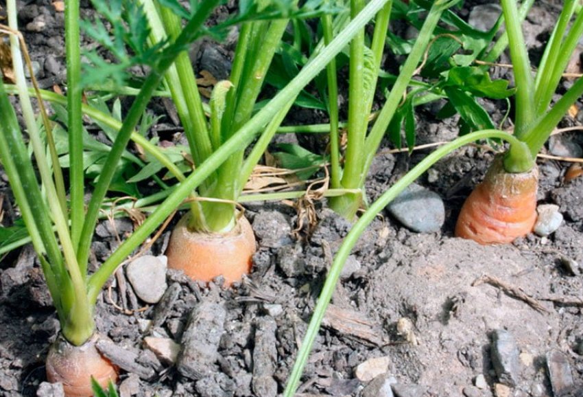 Підживлення моркви