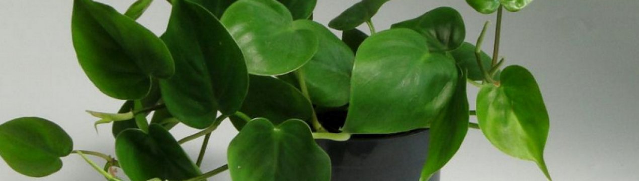 Філодендрон лазячий: вирощування в домашніх умовах