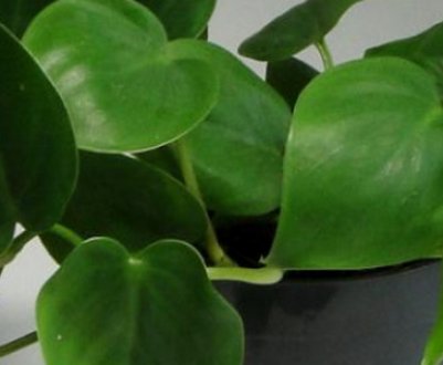 Філодендрон лазячий: вирощування в домашніх умовах