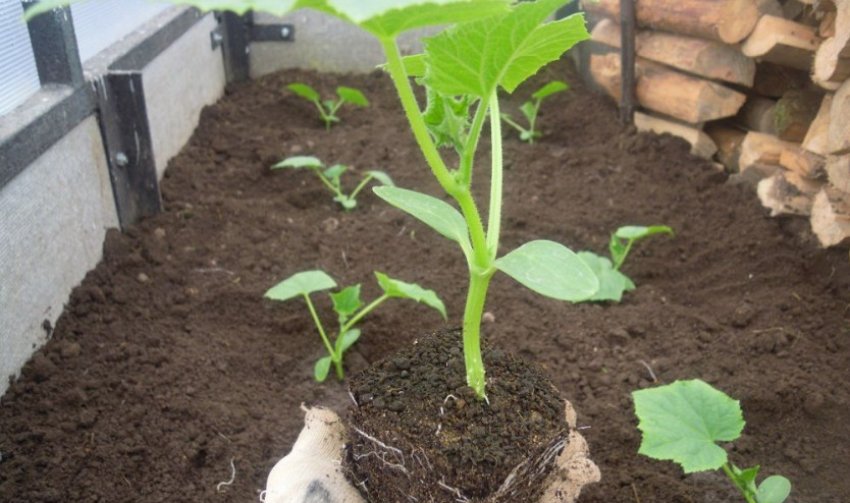 Висадка розсади огірків Висадка розсади огірків