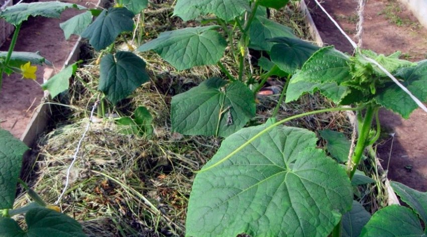 Мульчування огірків Мульчування огірків