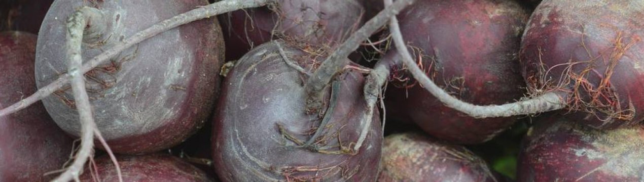 Сорт буряку Бордо: характеристика та особливості вирощування