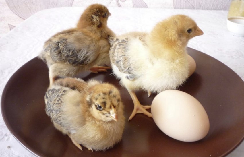 Двотижневі курчата Двотижневі курчата