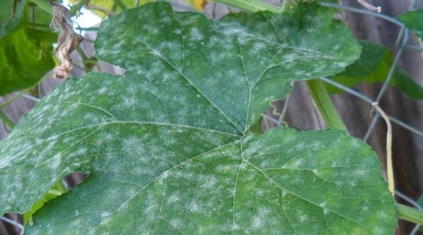 Борошниста роса на огірках Борошниста роса на огірках