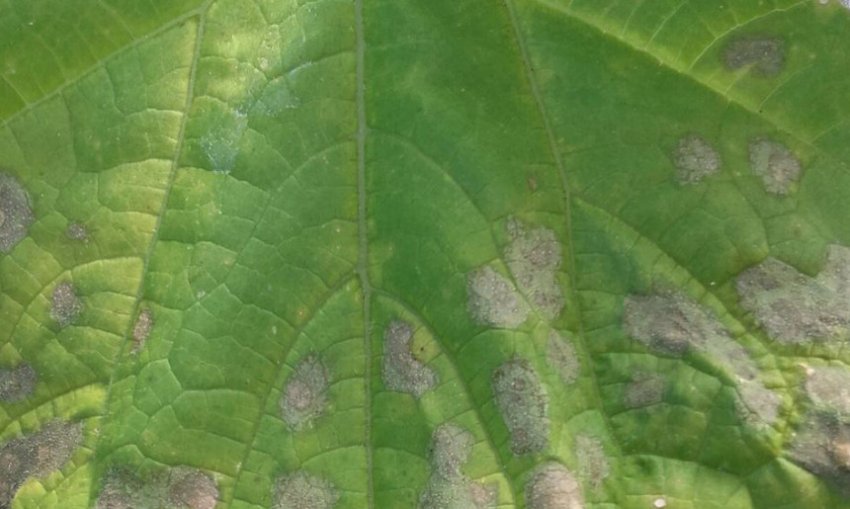 Кладоспориоз на огірках Кладоспориоз на огірках