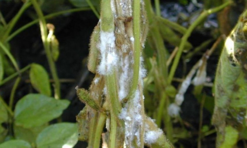 Біла гнилизна Біла гнилизна