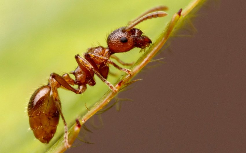 Мураха Мураха