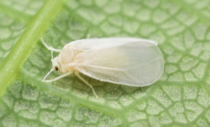 Білокрилка Білокрилка