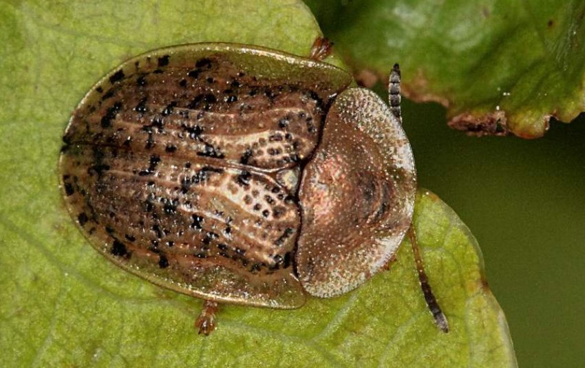 Бурякова щитоноска Бурякова щитоноска