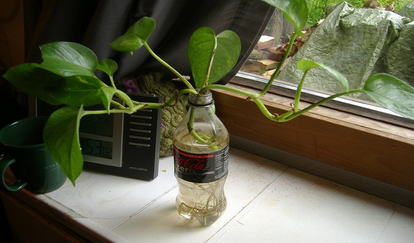 Укорінення живців Укорінення живців