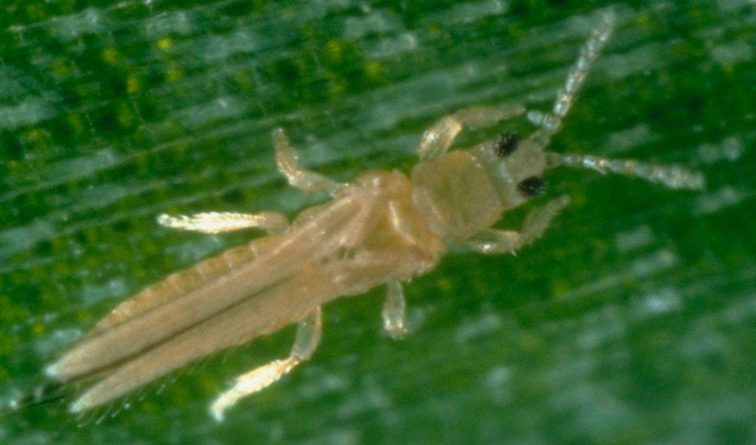 Тріпс Тріпс