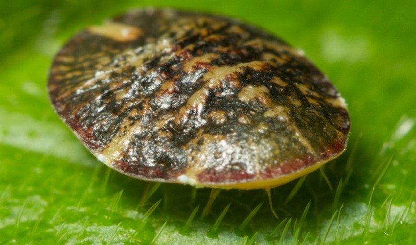 Щитівка Щитівка