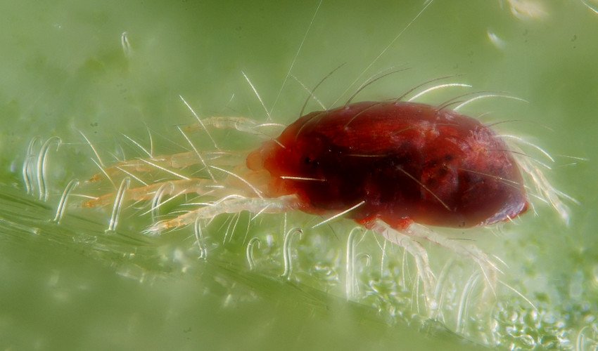 Павутинний кліщ Павутинний кліщ