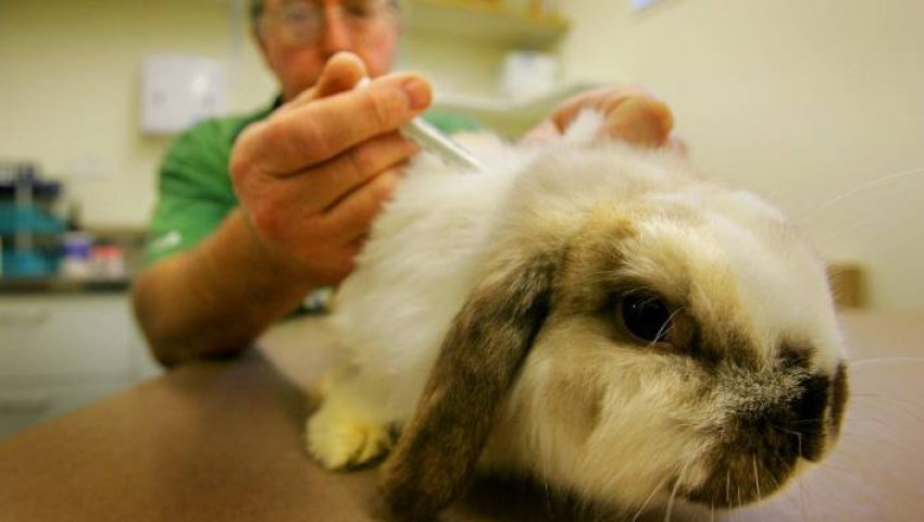 Вакцинация декоративных кроликов