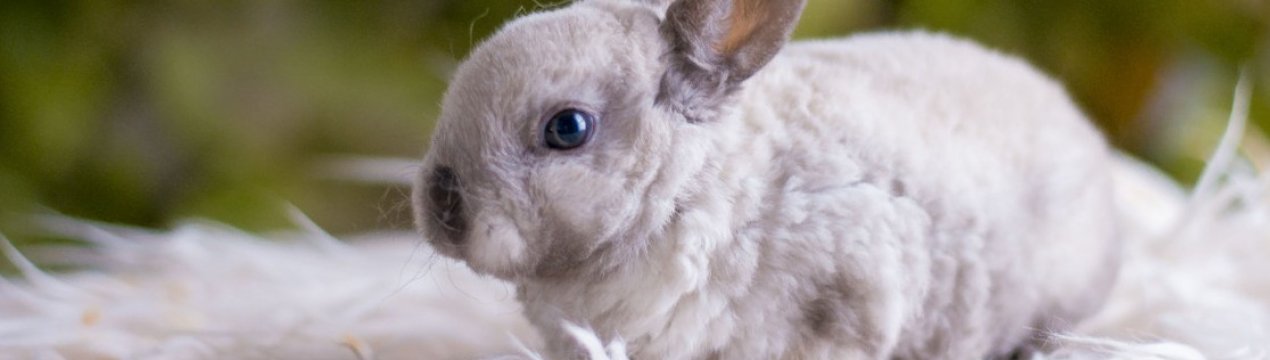 Какие прививки нужно делать декоративному кролику?