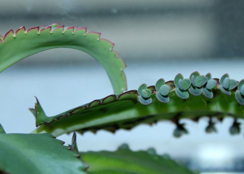 Сохнуть і обпадають листя каланхое: як з цим боротися?