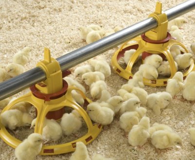 Годівлю курчат з першого дня в домашніх умовах: раціон, режим