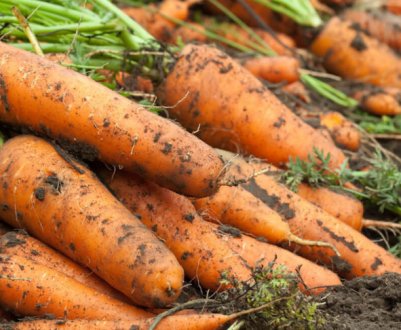 Коли збирати моркву з грядки на зберігання