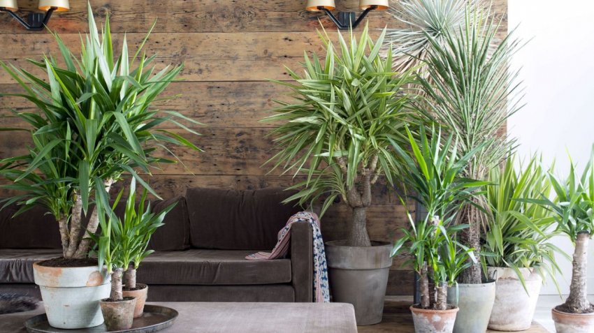 Загальний опис рослин роду Юка Загальний опис рослин роду Юка