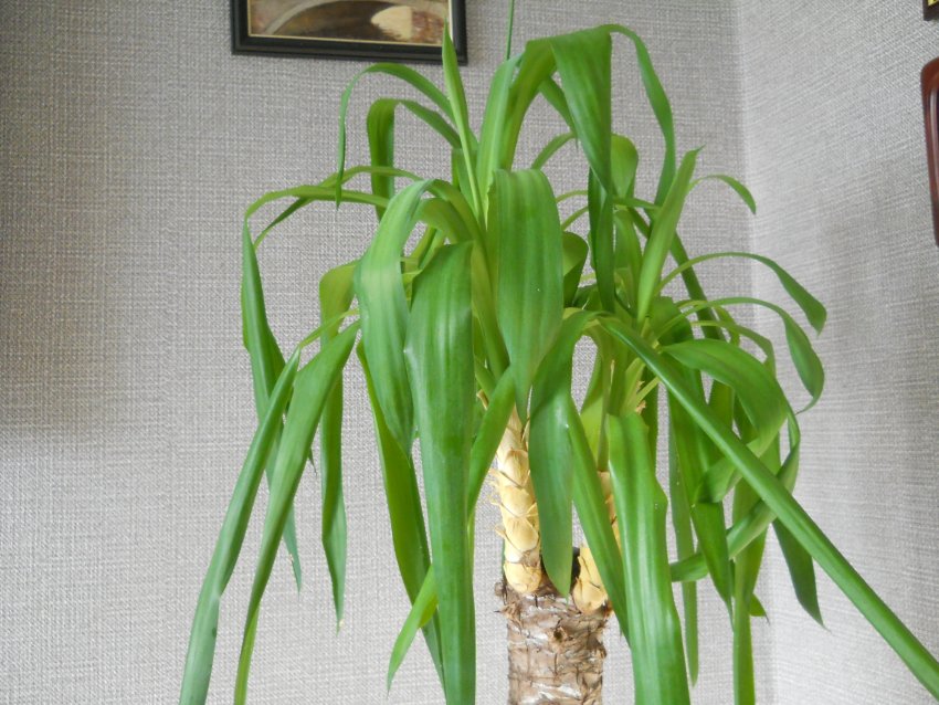 Різновиди юки Різновиди юки